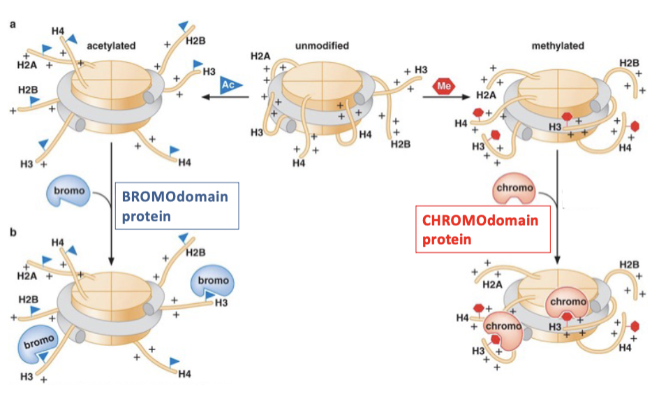 <p>Histone tail modifications create platforms for recruiting specific proteins… can create substrates for the binding of regulatory proteins</p><p>Histone marks recruit reader proteins </p><p>Histone modifications can act as “docking sites”… </p><ul><li><p><em>Bromodomains</em> = recognize <em>acetylated</em> lysines (AB)</p></li><li><p><em>Chromodomains</em> = recognize <em>methylated</em> lysines (CM)</p></li></ul><p>Recruitment of proteins with these domains can then <em>further </em>alter the state of the chromatin… making it more or less accessible</p><ul><li><p>Ex: to transcription, repair</p></li></ul><p></p>