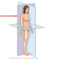 <p>divides the body into anterior and posterior portions</p>