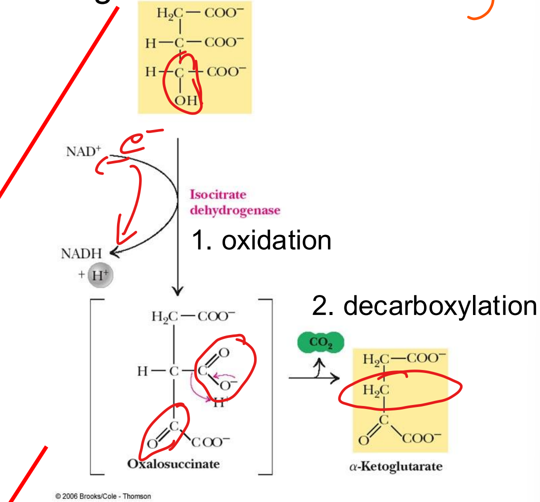 <p>step 3</p><p>reaction carried out by the enzyme isocitrate dehydrogenase</p><p>NAD<sup>+</sup> reduced to NADH</p><p>second loss of CO<sub>2</sub></p>