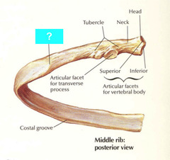 <p>Identify the structure</p>