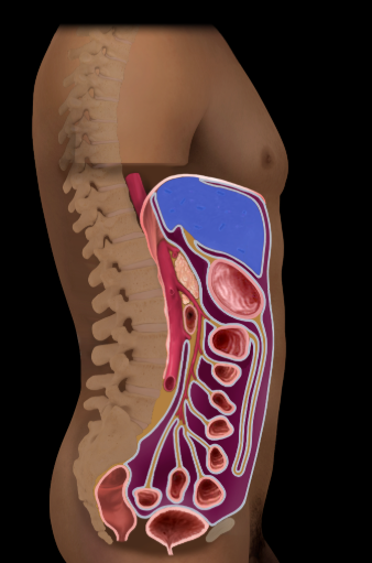 <p><span>Liver</span></p>