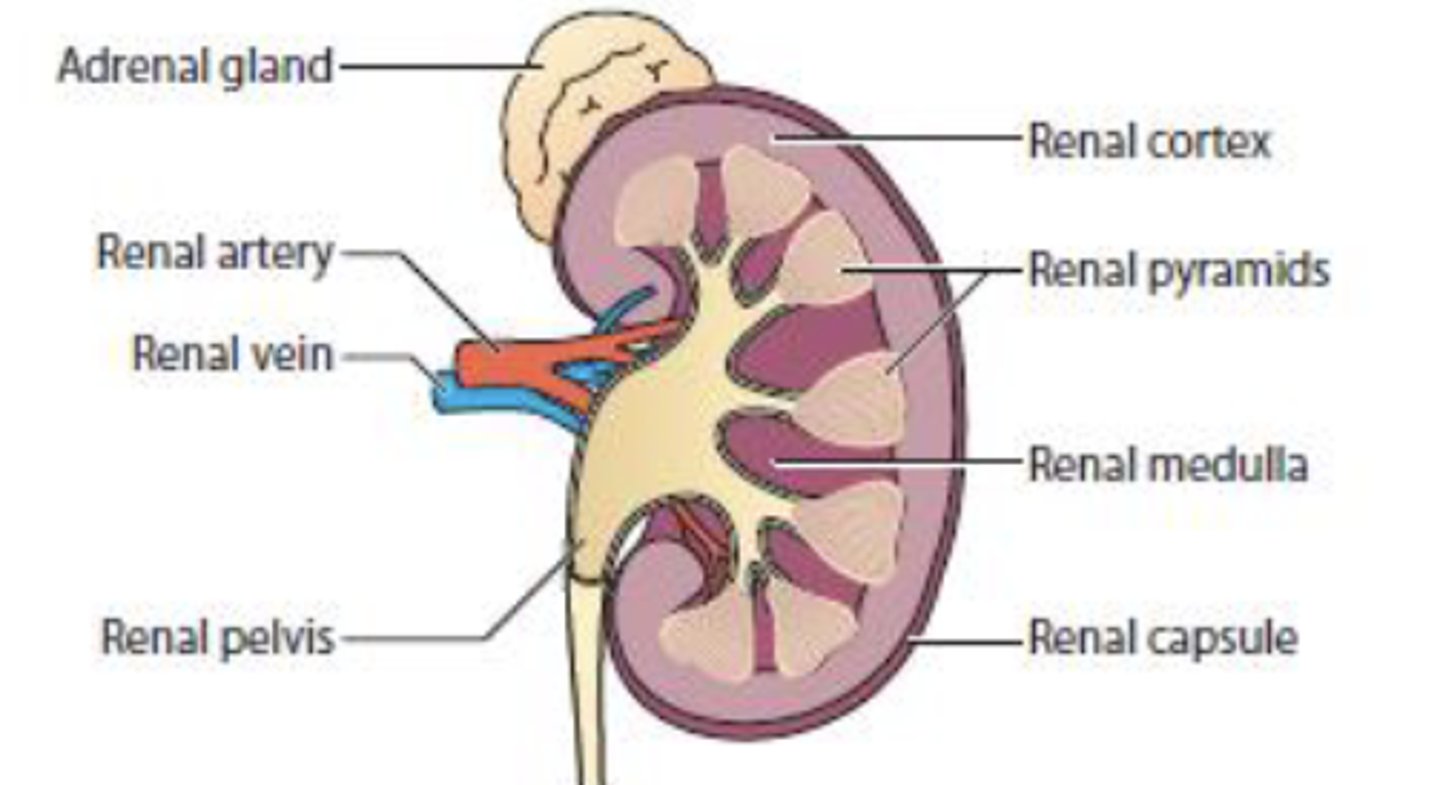 <p>• structure that filters ammonia waste from the body</p>