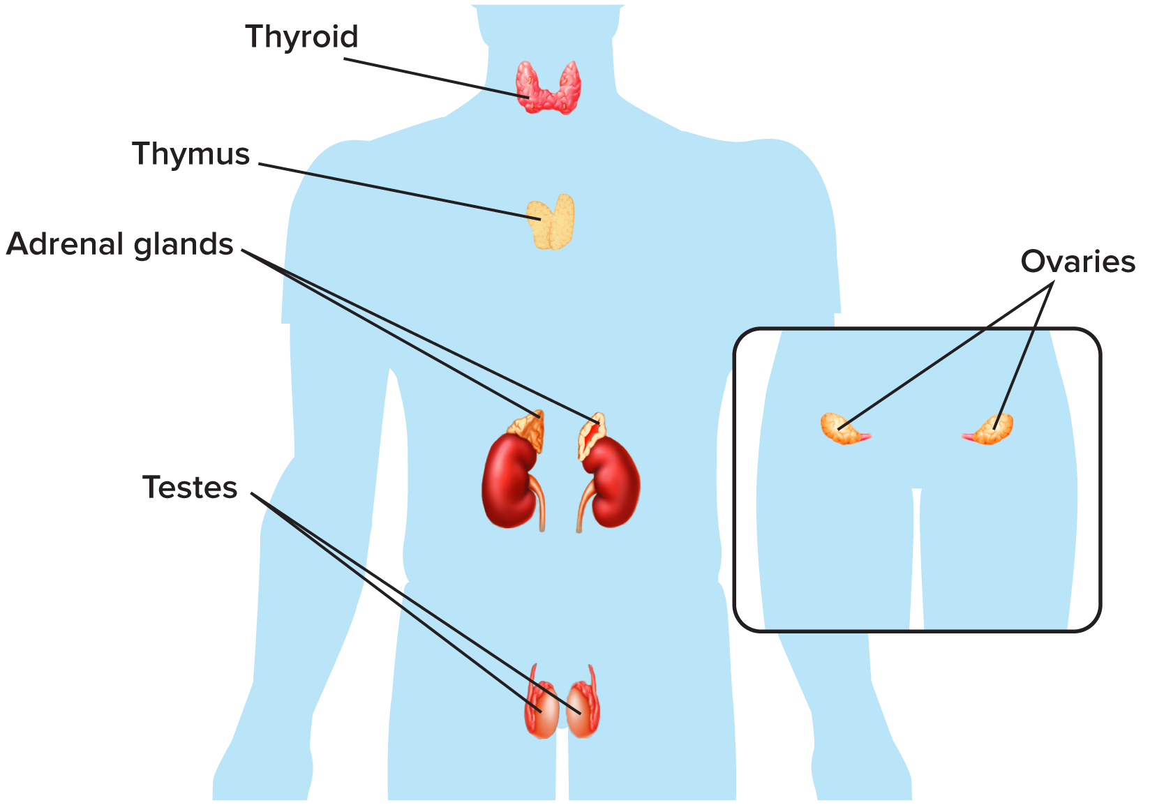 <p>Endocrine System</p>