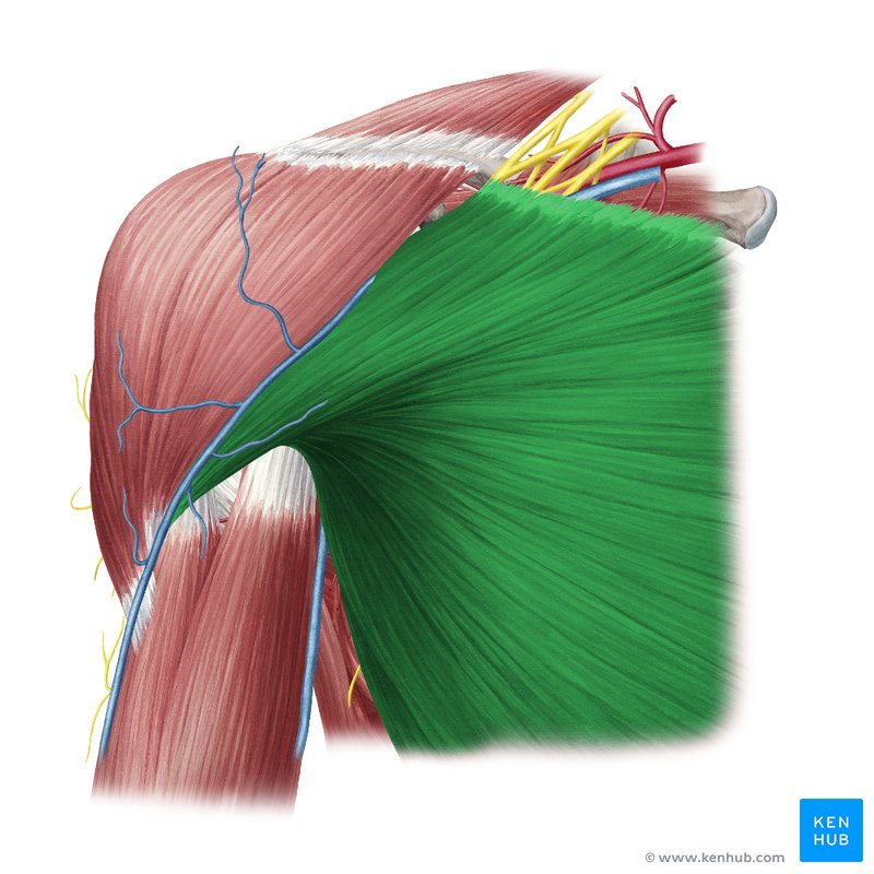 <p>What muscle that moves the arm?</p>