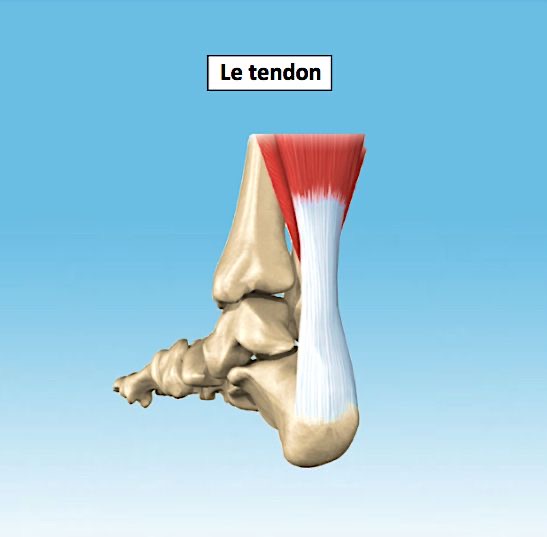 <p>la tendón</p>