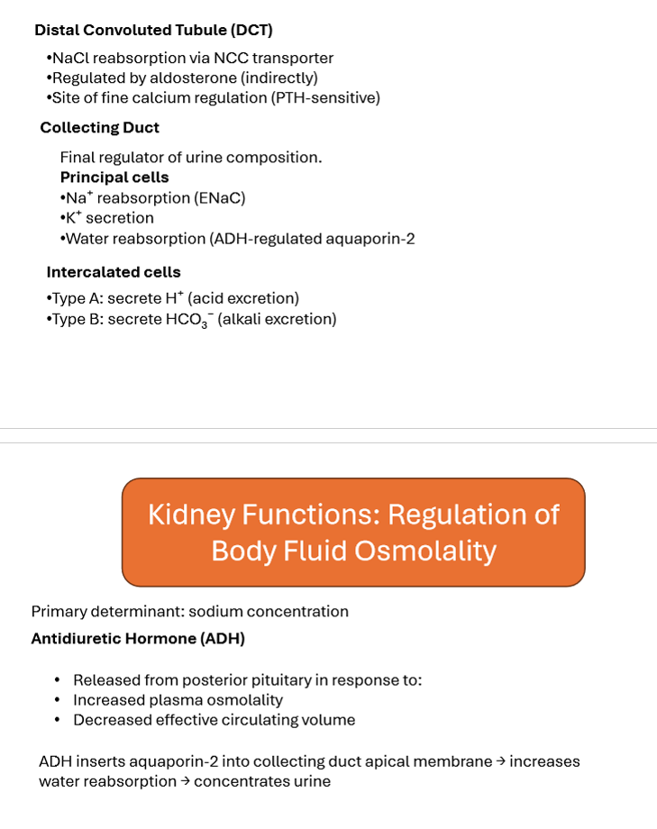 <p>Collecting duct. ADH inserts aquaporin-2 channels.</p>