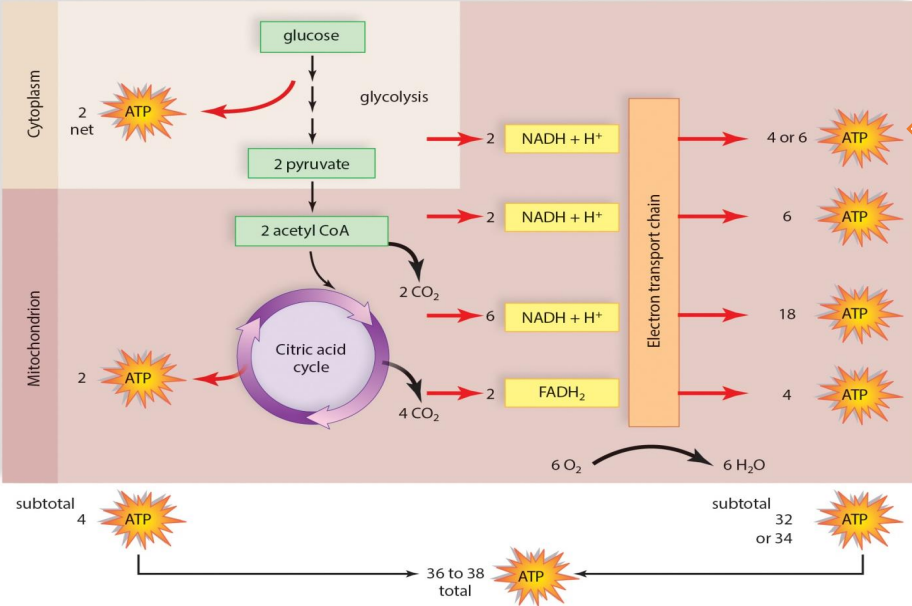 <p>Glycolysis: 2 ATP</p><p>Pyruvate Oxidation (Prep Reaction): 0 ATP</p><p>Krebs (Citric Acid) Cycle: 2 ATP</p><p>Oxidative Phosphorylation (Electron Transport Chain): 32-34 ATP</p><p></p><p>Total: 36-38 ATP</p>