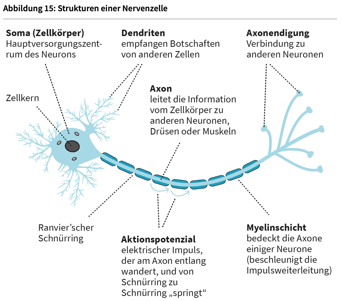 <ul><li><p>Axon</p></li></ul><ul><li><p>Axonendigung</p></li></ul><ul><li><p>Myelinscheide</p></li></ul><ul><li><p>Ranvier-Schnürringe</p></li></ul><p></p>