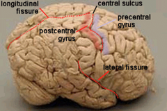 <p>1. longitudinal fissure </p><p>2. transverse fissure or sulcus</p><p>3. lateral fissure or sulcus</p><p>4. central sulcus</p>
