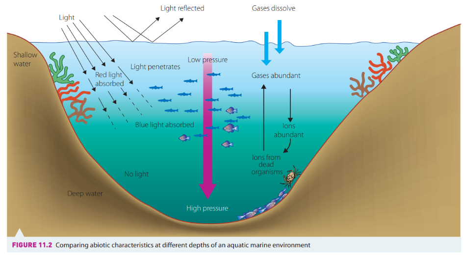 <ul><li><p>Abiotic factors are unevenly distributed throughout an ecosystem.</p></li><li><p>E.g. light availability decreases as depth of water increases. The availability of phytoplankton is affected by the availability of sunlight, as they use photosynthesis.</p></li><li><p>Aquatic ecosystems are mainly affected by salinity, light availability, gas concentrations and water temperature.</p></li></ul><p></p>
