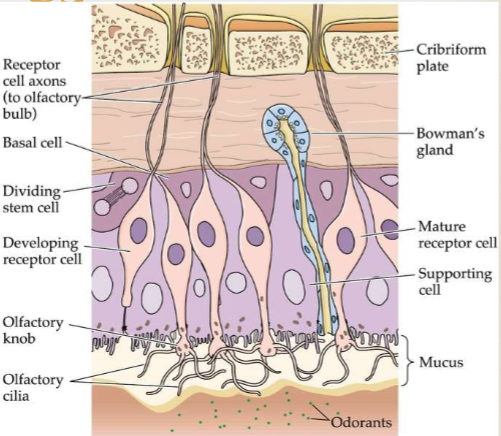 <p><span>Epithelium: Superior nasal concha, middle septum &amp; roof. CONTAINS: Primary Olfactory Neurons: Bipolar,  Apical portion with olfactory cilia with receptors (receive chemical signal). Supporting cells (glial-like). Basal Cells (stem cells): Regenerate as well</span></p>
