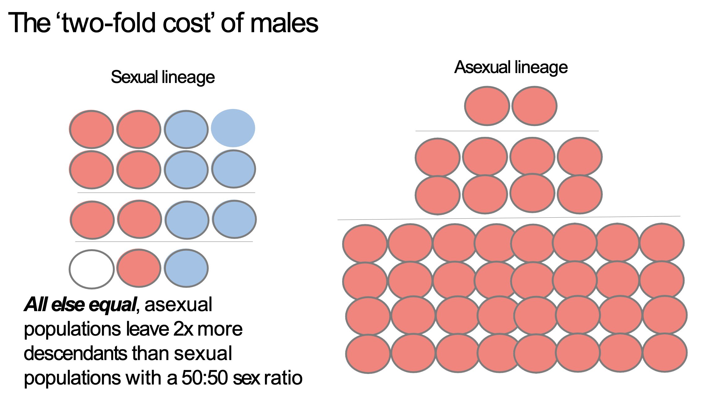 <p>asexual reproduction: need <strong>only one </strong>individual = <strong>one </strong>offspring</p><p>sexual + isogamy: need <strong>two</strong> individuals = <strong>one</strong> offspring</p><p><u>sexual + anisogamy: sperm contributes basically nothing</u></p><ul><li><p>need <strong>two</strong> individuals = <strong>one</strong> offspring with <u>greater time</u></p></li></ul><p></p>