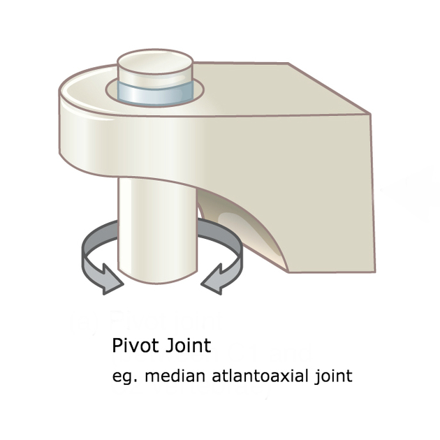 <p>pivot joints</p>