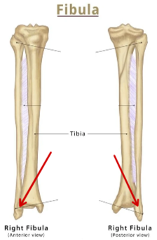 <p>Fibula</p>