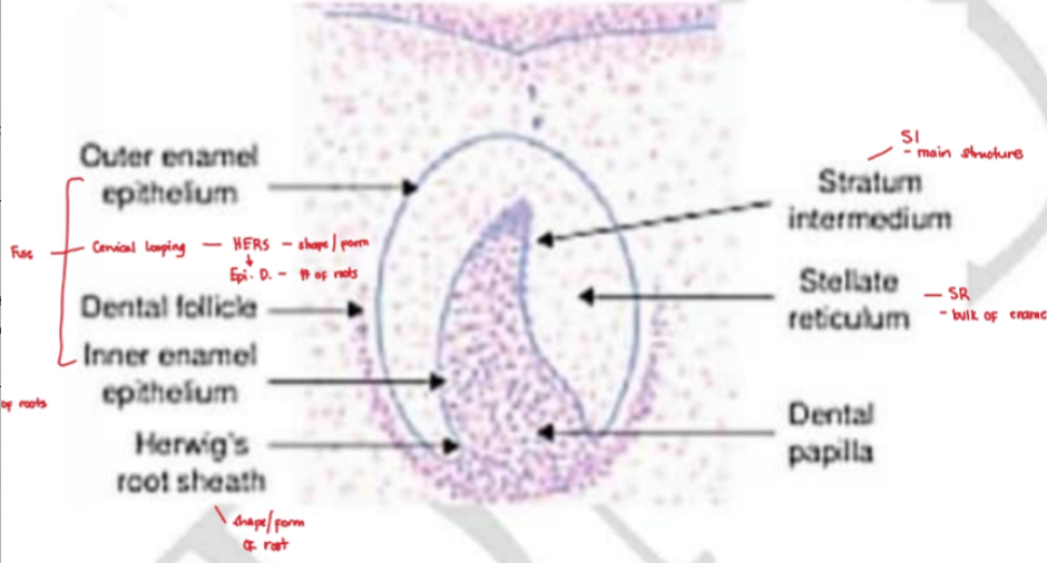 <p>convex part</p>