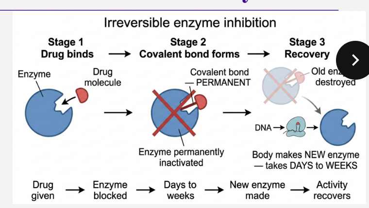 <p>Mechanism :</p><ul><li><p>forms a covalent bond with the enzyme </p></li><li><p>enzyme permanently inactive </p></li><li><p>body must synthesise a new enzyme protein </p></li><li><p>effects last days to weeks </p></li></ul><p></p><p>Why irreversible?</p><ul><li><p>can’t outcompete with more substrate </p></li><li><p>the only recovery would be getting a new protein enzyme </p></li></ul><p></p><p></p>