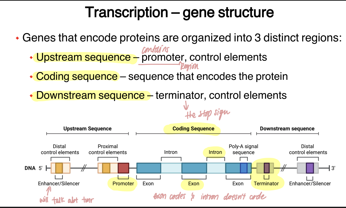 <p>A protein-coding gene contains an <strong>upstream region that helps control transcription, a coding region that contains the protein-coding information, and a downstream region containing termination and additional control elements</strong>.</p><p> <strong>Upstream sequence:</strong> contains promoter &amp; control elements</p><p> <strong>Coding sequence:</strong> contains the sequence that ultimately encodes the protein &amp; includes exons and introns</p><p><strong> Downstream sequence: </strong>contains the terminator &amp; additional control elements</p><p><span data-name="mag_right" data-type="emoji">🔎</span> <strong>What this means:</strong><br>Genes contains instructions controlling:</p><p><strong>where transcription starts → what gets copied → where transcription ends</strong></p><p><span data-name="bulb" data-type="emoji">💡</span> <strong>Analogy:</strong></p><p><strong>Upstream = start/control signs </strong><span data-name="vertical_traffic_light" data-type="emoji">🚦</span></p><p><strong>Coding region = actual message </strong><span data-name="memo" data-type="emoji">📝</span></p><p><strong>Downstream = stop/control signs </strong><span data-name="octagonal_sign" data-type="emoji">🛑</span></p>
