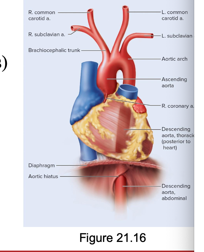 <p>thoracic aorta and abdominal aoarta</p>