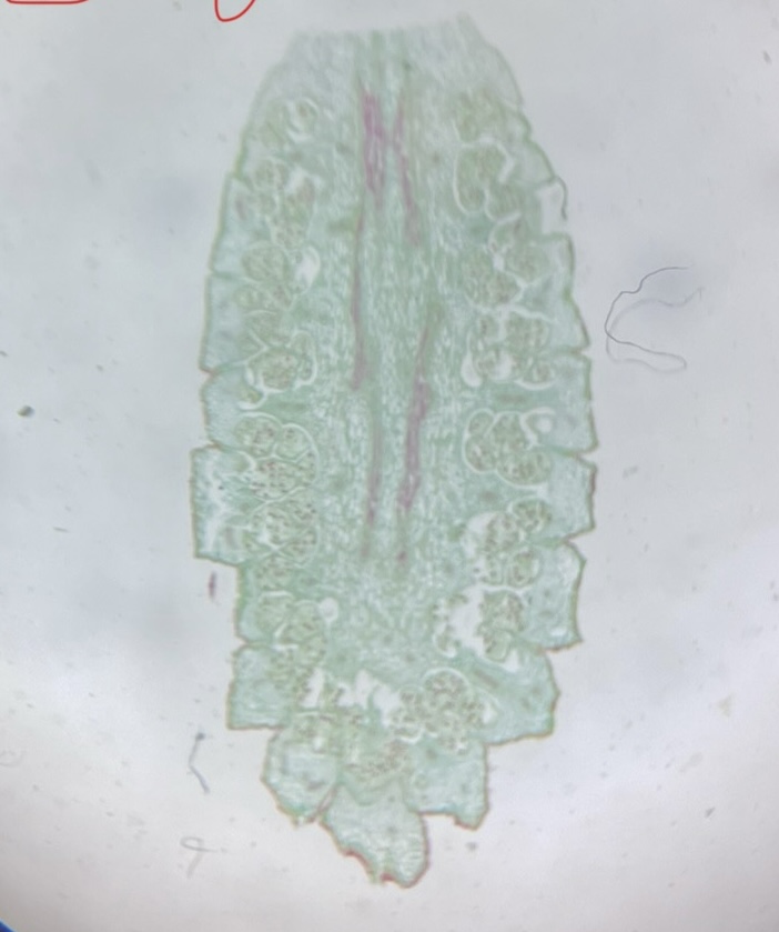 <p>What is this?</p>