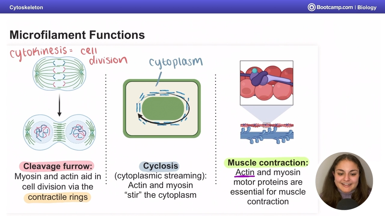 <p>(movement of cytoplasm inside the cell)</p>
