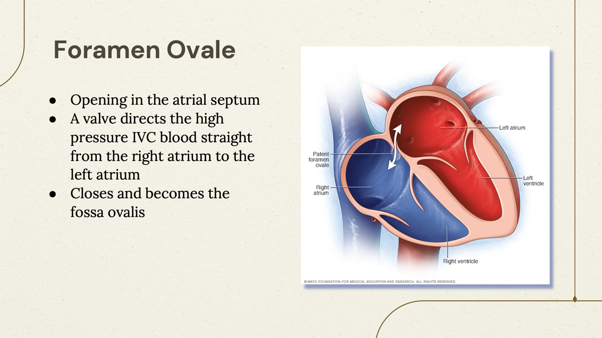 <p>The <u>foramen ovale</u> is an opening in the fetal heart (atrial septum) that allows blood to flow directly from the right atrium to the left atrium, <u>bypassing the lungs. </u></p><p></p><p></p>