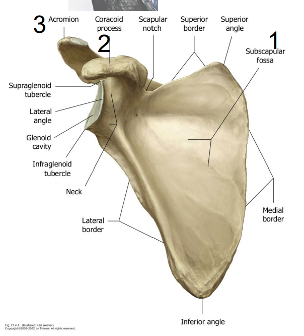 <p>Only seen on the <span style="color: rgb(248, 68, 68);"><strong>Anterior view</strong></span></p><ul><li><p>Where the <span style="color: yellow;">subscapularis muscle sits (Muscle of the rotator cuff attachment)</span></p></li></ul><p></p>