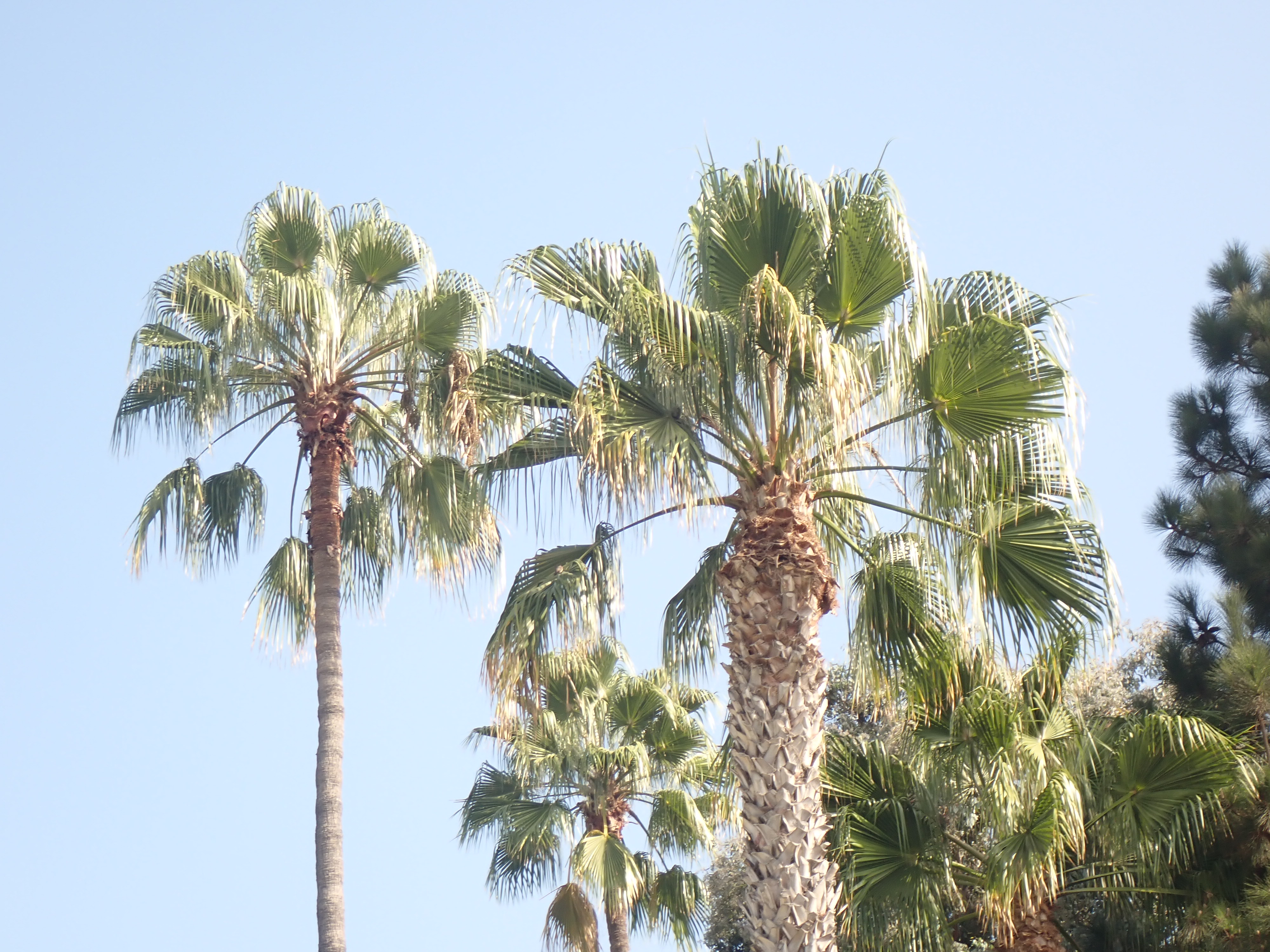 <p>Washingtonia robusta - Mexican Fan Palm</p>