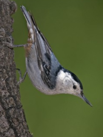 <p>Order: Passeriformes<br>Family: Sittidae</p>