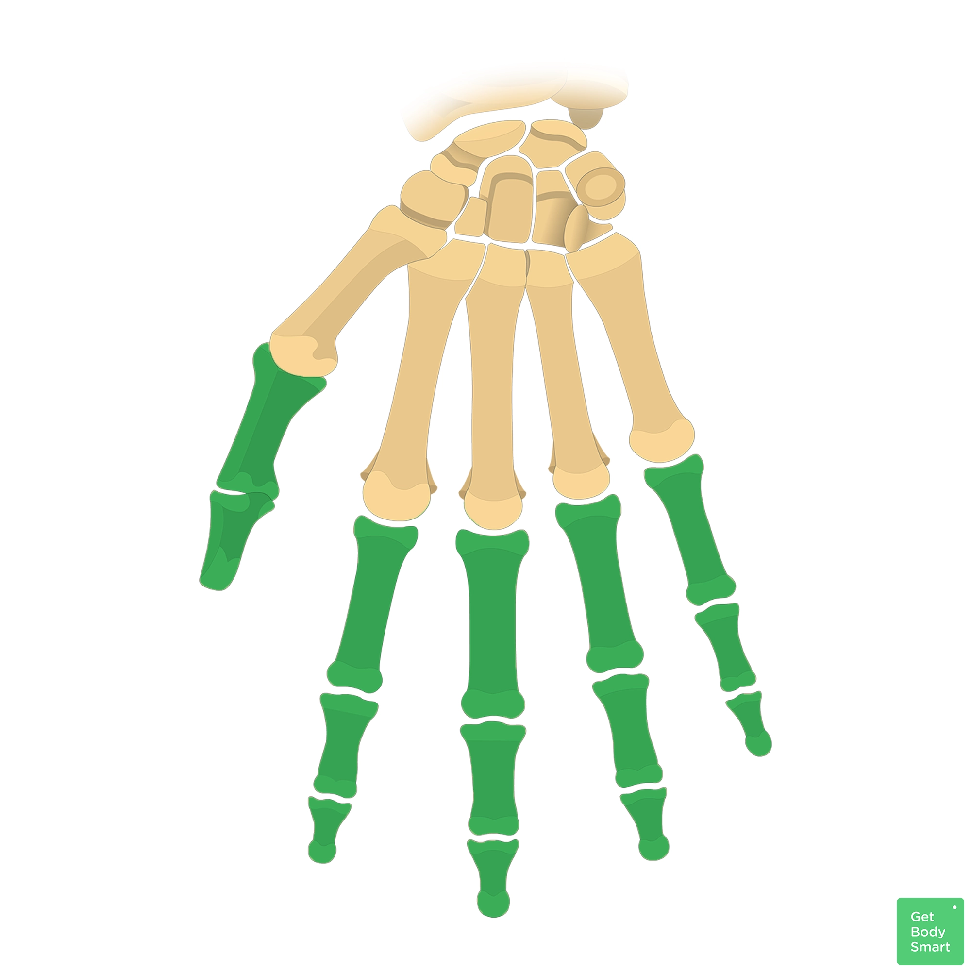 <p>hand</p>