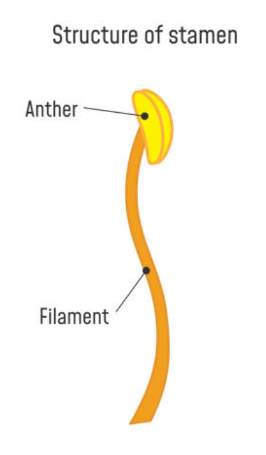 <p>male reproductive part of a flower; produces pollen. </p><p>Contains: Anther and filament </p>