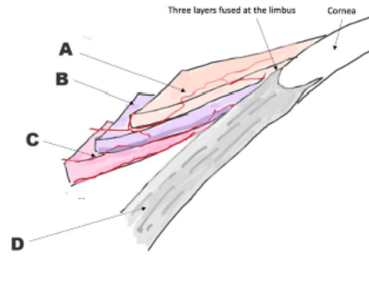 <p>identidy scleral structures </p>