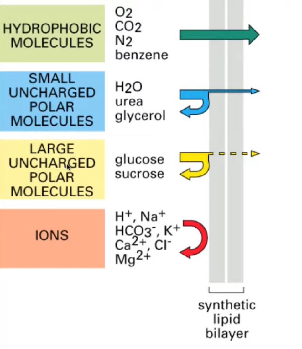 <p>Water moves into and out of cells much faster than it can pass through a lipid bilayer because of&nbsp;aquaporins. Water always moves from a higher to a lower water potential. When water has solute in it it has negative osmotic potential.&nbsp; Only cells with walls can withstand a positive pressure, and we'll see later that only dead cell remnants can maintain a negative pressure, which is also called tension.</p>