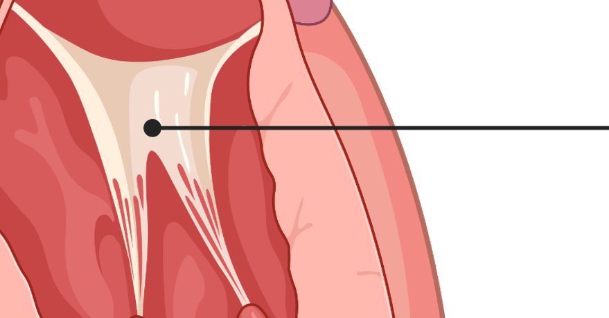 <p>What is this part of the heart?</p>