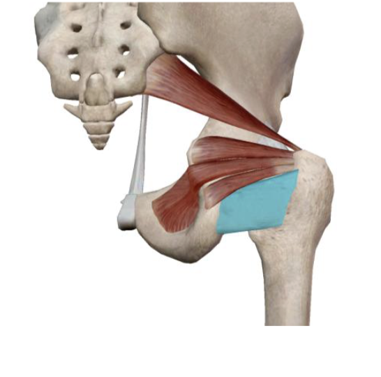 <p>which muscle and action is this</p>