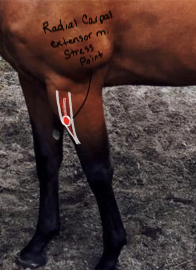 <p>Radial Carpal Extensor muscle; contraction extends fetlock joint. </p>