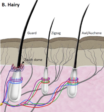 <p>A type of hairy skin mechanoreceptor that is slow-adapting and detects light touch and hair movement.</p><ul><li><p>Light purple</p></li></ul><p></p>