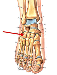 <p>Foot Bones</p>