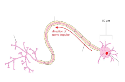 <ul><li><p>nerve endings</p></li><li><p>axon</p></li><li><p>myelin sheath</p></li><li><p>dendrites</p></li><li><p>cell body</p></li></ul><p></p>
