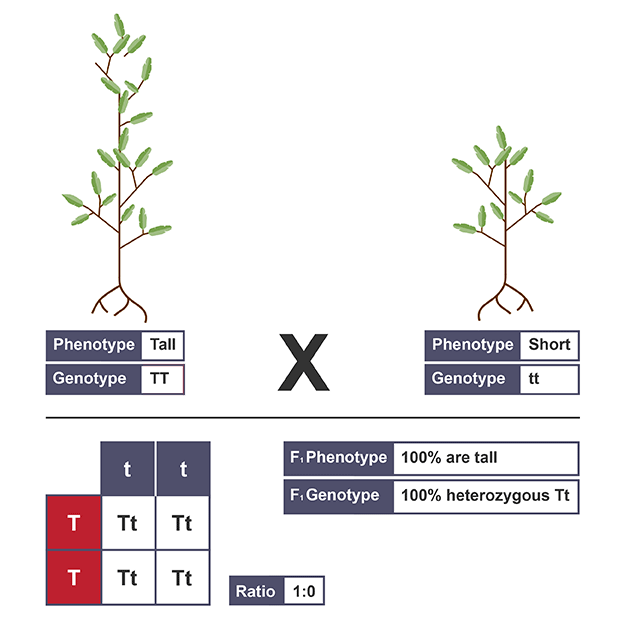 <p>shows characteristic controlled by a single gene with two alleles</p>