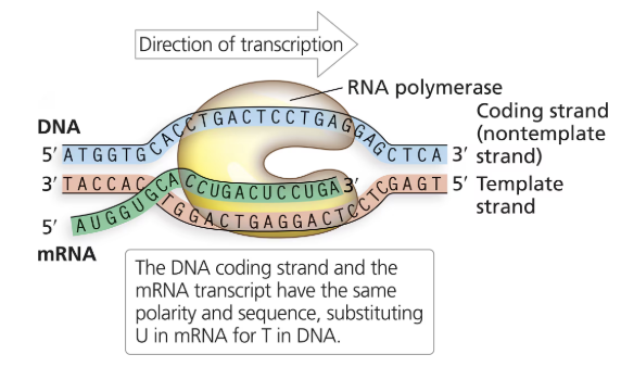 <p>The DNA strand from which the mRNA transcript is synthesized from</p>
