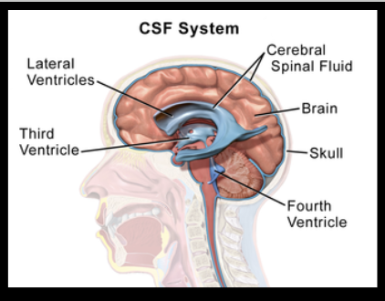 <p><span style="background-color: transparent;">The body produces about 400 to 600 ml of CSF every single day (about a gallon /week). Since<strong> </strong>only about 125 to 150 ml are present inside the central nervous system at any one time, the entire fluid supply is completely absorbed and refreshed four to five times every 24 hours</span></p>
