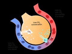 <p>Process of oxygen and carbon dioxide exchange.</p>