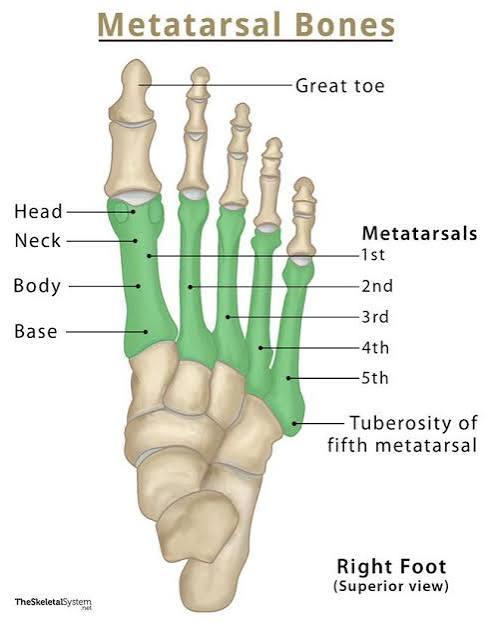 <p>5 foot bones.</p>