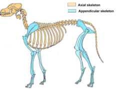 <p>The appendicular skeleton bones are:</p>