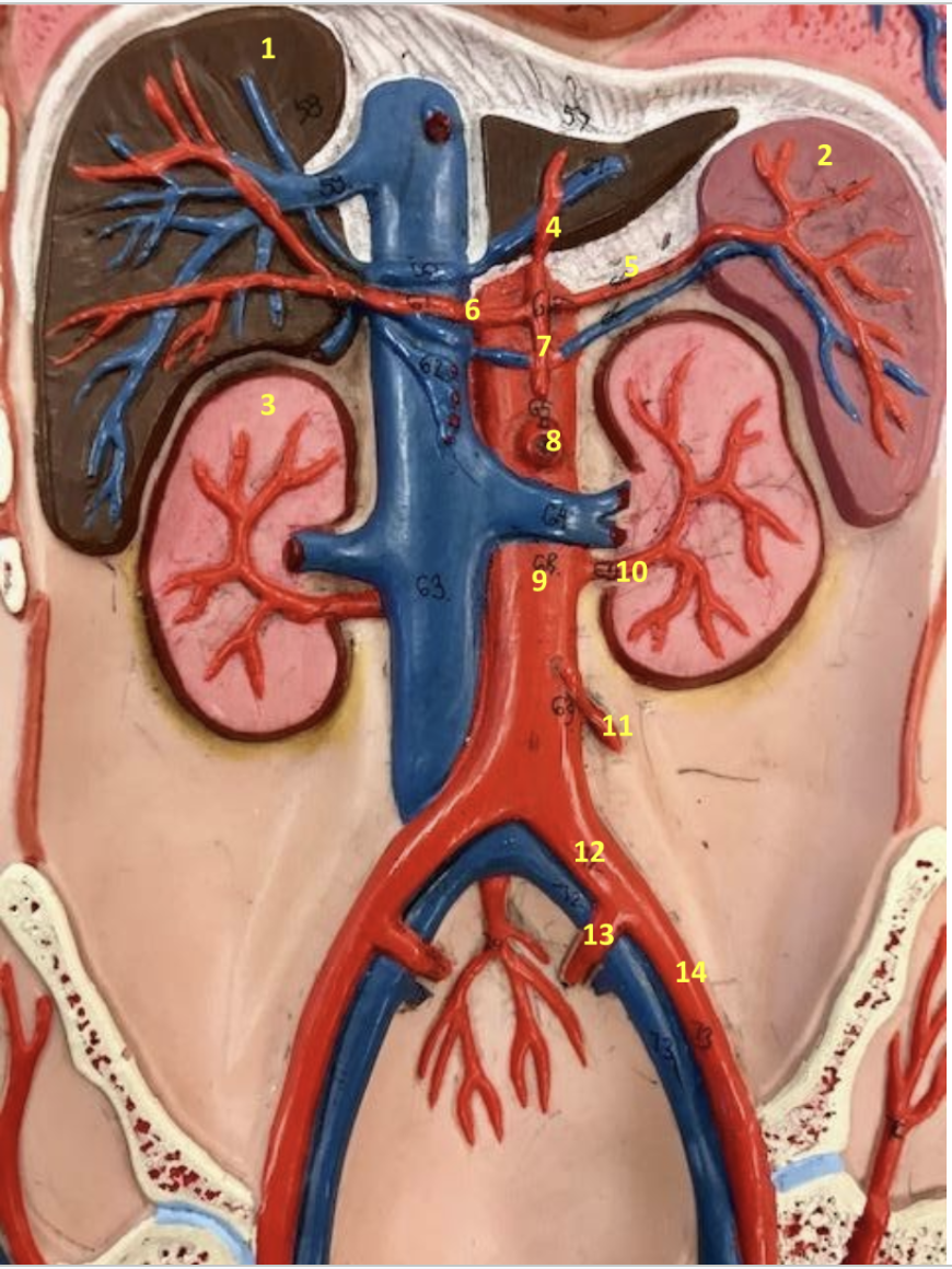 <p>Identify each. Function of 10, 13?</p>