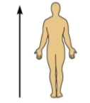 <p>toward the head end or upper part of a structure</p>