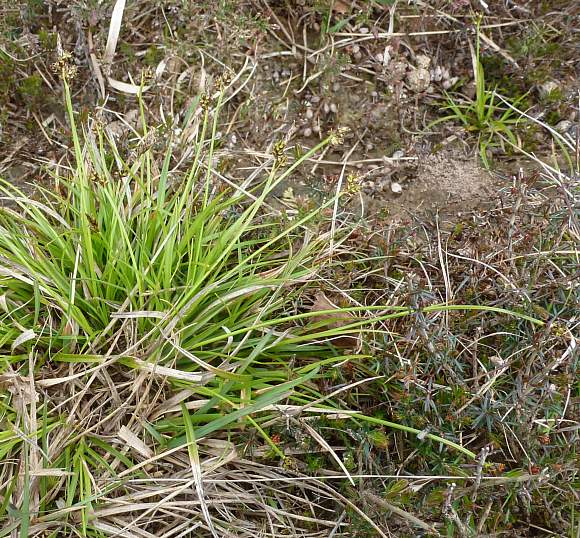 <p>Yellow/green, looks like someone sat on it, stem rough only on the last bit</p>