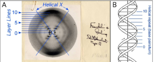 <p>How is Rosalind Franklin so significant </p>