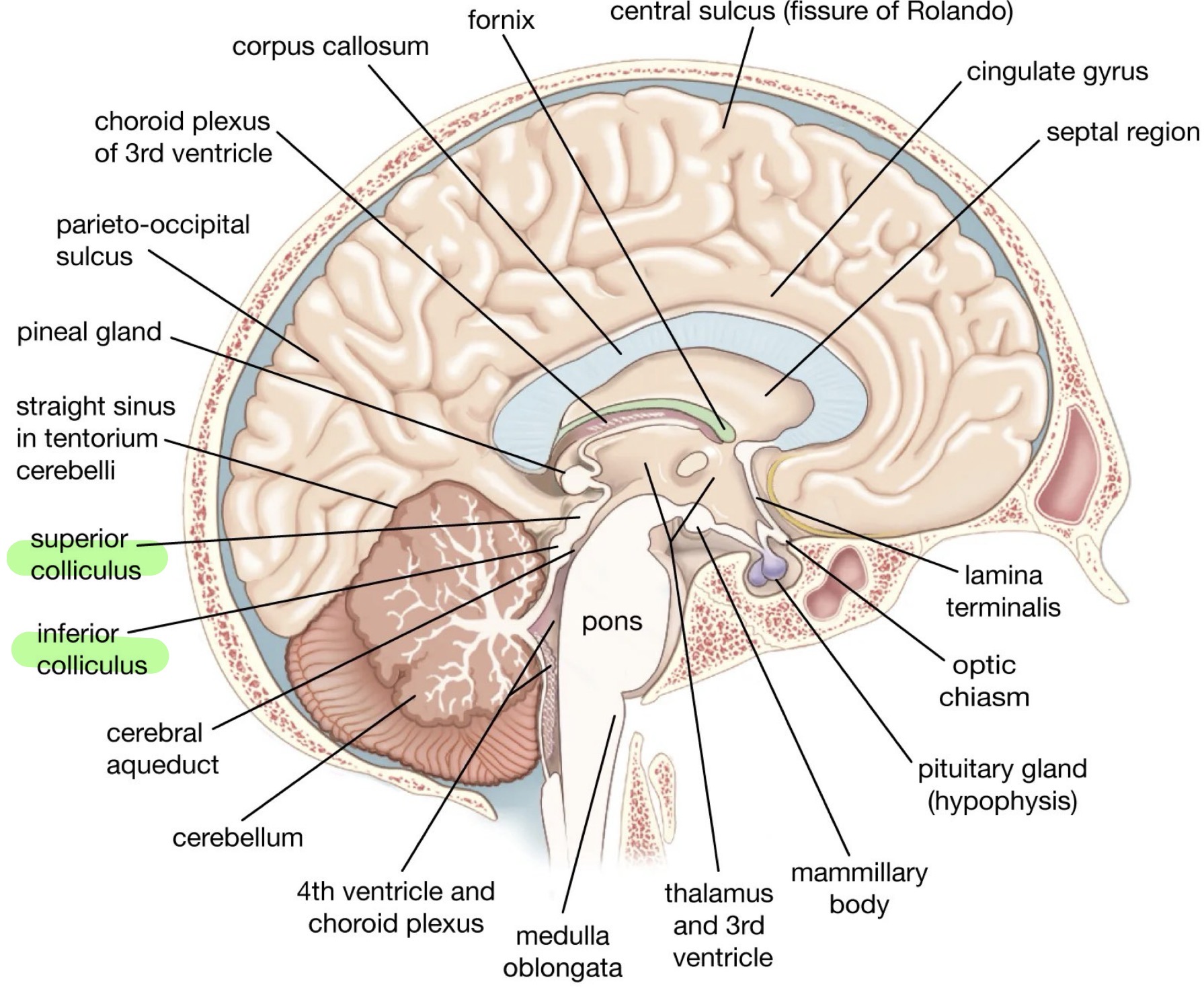 <p>Ant. (descending): cerebral peduncles = paired axons</p><p>Post. (Ascending): tectum = 4 rounded elevations</p><ul><li><p>2 superior elevation (superior colliculi)</p><ul><li><p>Reflex center for visual (eg; object tracking)</p></li></ul></li><li><p>2 inferior elevation (inferior colliculi)</p><ul><li><p>Auditory pathway, relays from ear to thalamus, reflex center for startle reflex</p></li></ul></li></ul><p>Substantia nigra: release dopamine (death of these cells = Parkinsons)</p><p>Nuceli from cranial nerves (3-4)</p>