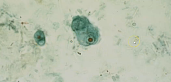 <p><span style="background-color: rgba(0, 0, 0, 0); line-height: 19.7625px;">What is the species in this photo and WHY?</span></p>